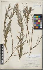 Foto von Salix repens subsp. rosmarinifolia (L.) Andersson